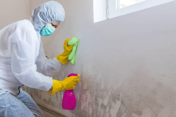 Mold Removal for HVAC Installations in Fulton, TX